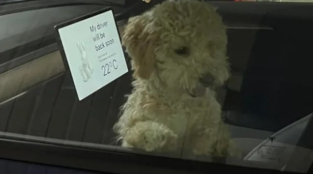 Σκύλος μόνος σε παρκαρισμένη Tesla έγινε viral