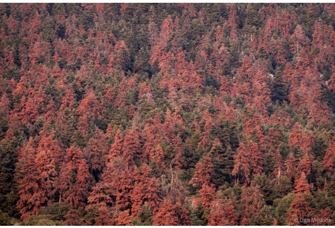 Τα έλατα της Ελλάδας επιβίωσαν από τις φωτιές – αλλά όχι από την κλιματική κρίση