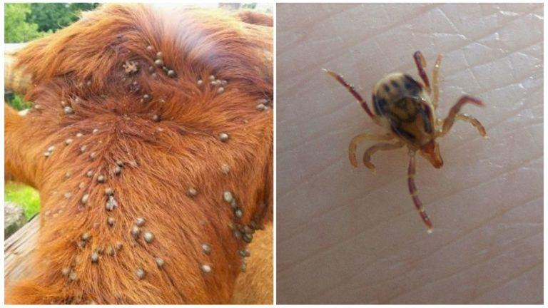 Παρουσιάζονται στον Τύρναβο τα αποτελέσματα έρευνας για τα παράσιτα από κρότωνες σε παραγωγικά ζώα