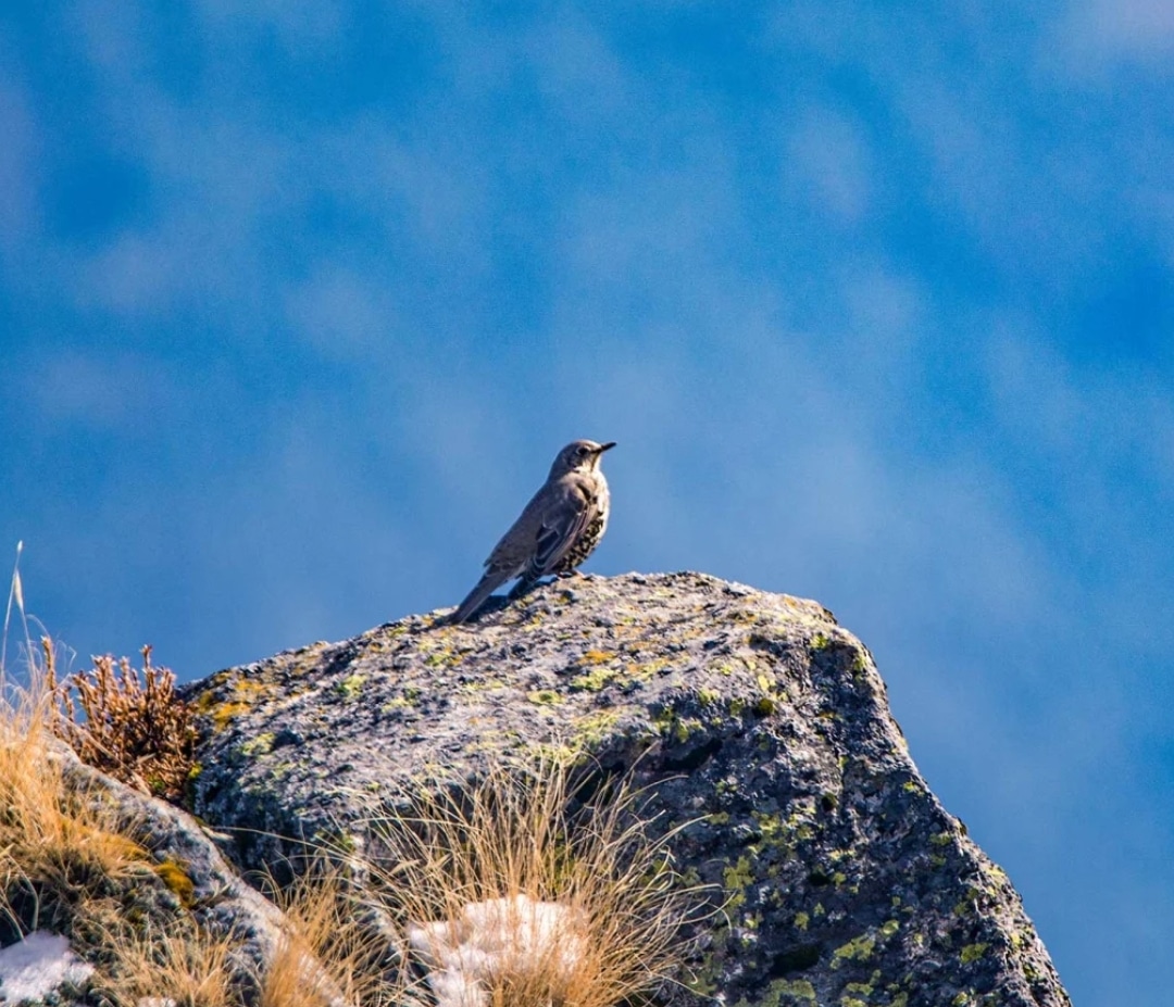 Γιατί τα πουλιά χρόνο με το χρόνο ανεβαίνουν σε όλο και μεγαλύτερα υψόμετρα