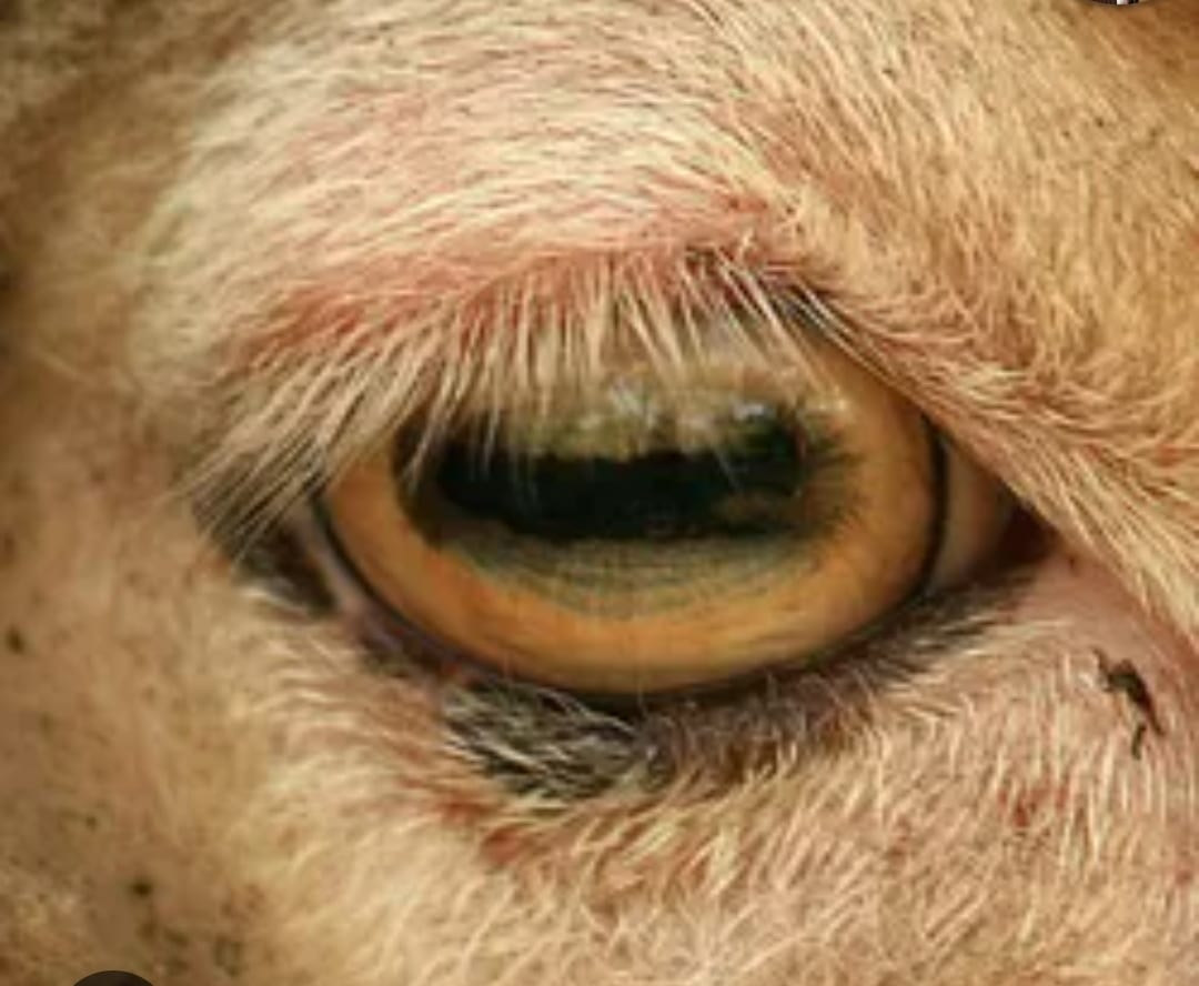 Γιατί τα πρόβατα και οι κατσίκες έχουν ορθογώνιες κόρες στα μάτια τους;