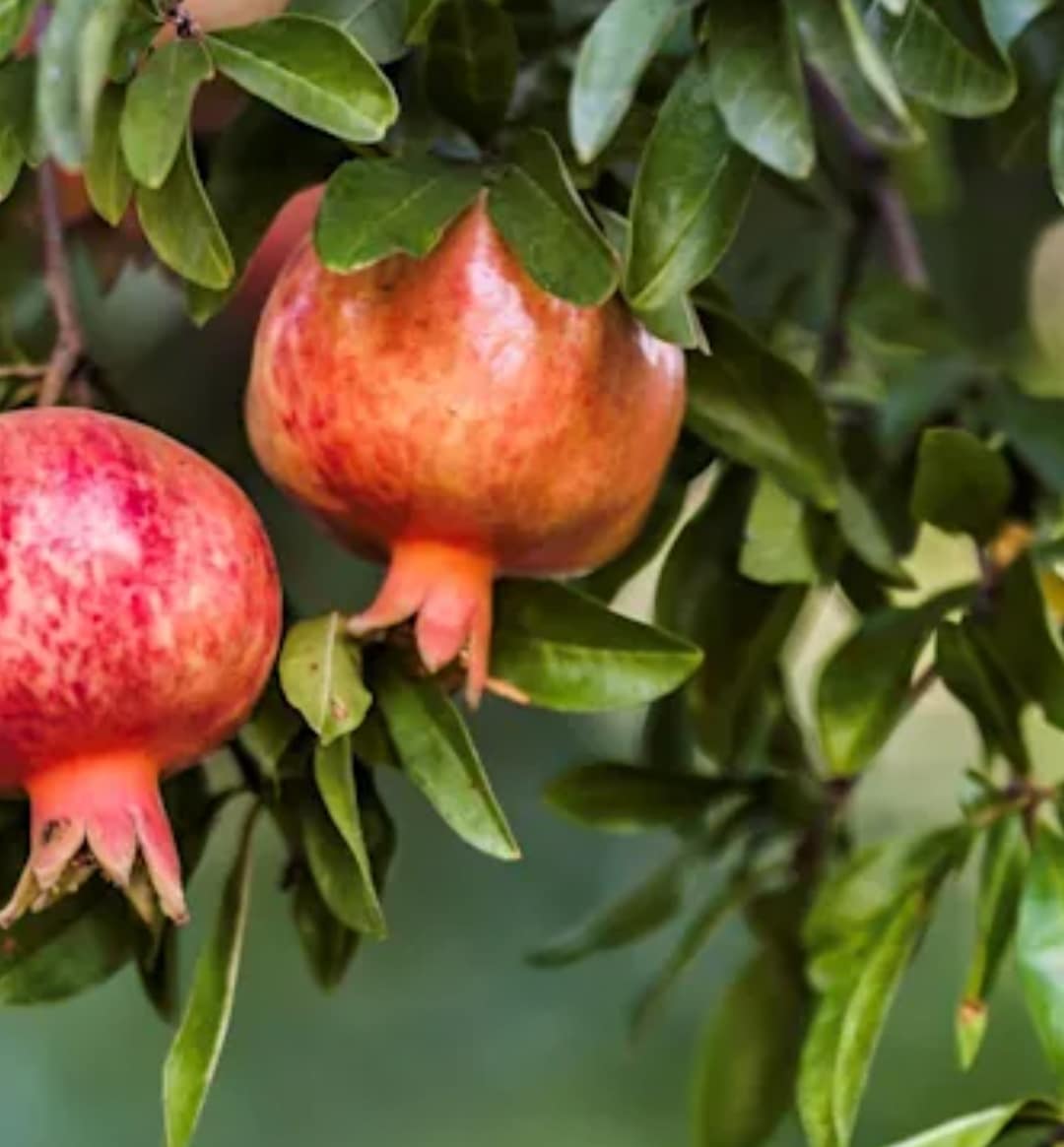 Απίστευτο: Ουσία από ροδιές μπορεί να αλλάξει την ενέργεια όπως την ξέρουμε!