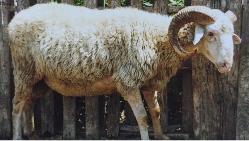 Οι σπάνιες αυτόχθονες φυλές προβάτων και η τεκμηρίωσή τους