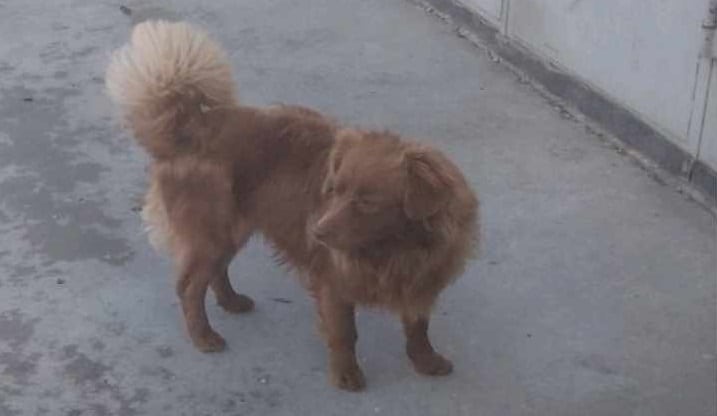 Σκύλος κυκλοφορεί χαμένος στον Αμπελώνα