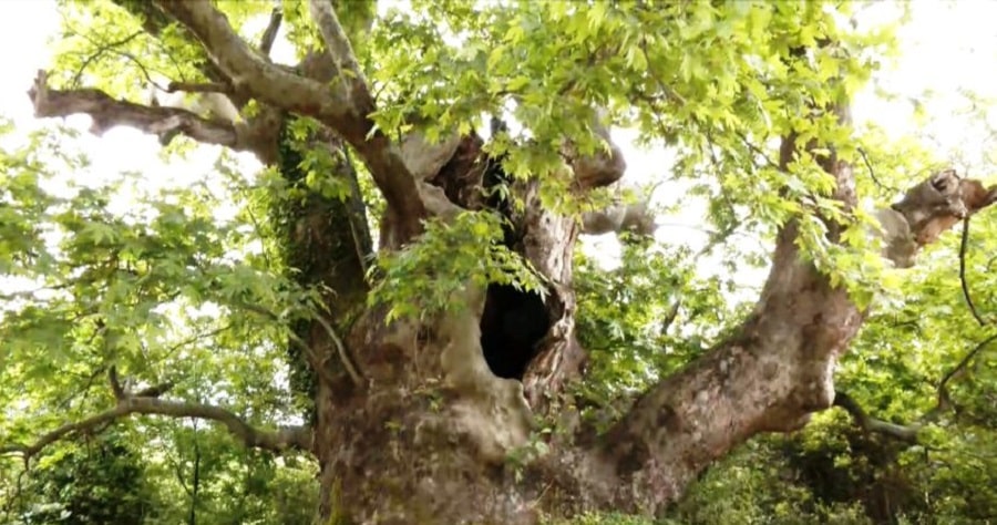 Ως «Διατηρητέο Μνημείο της Φύσης» κηρύχθηκε υπεραιωνόβιος πλάτανος στη Βερδικούσια