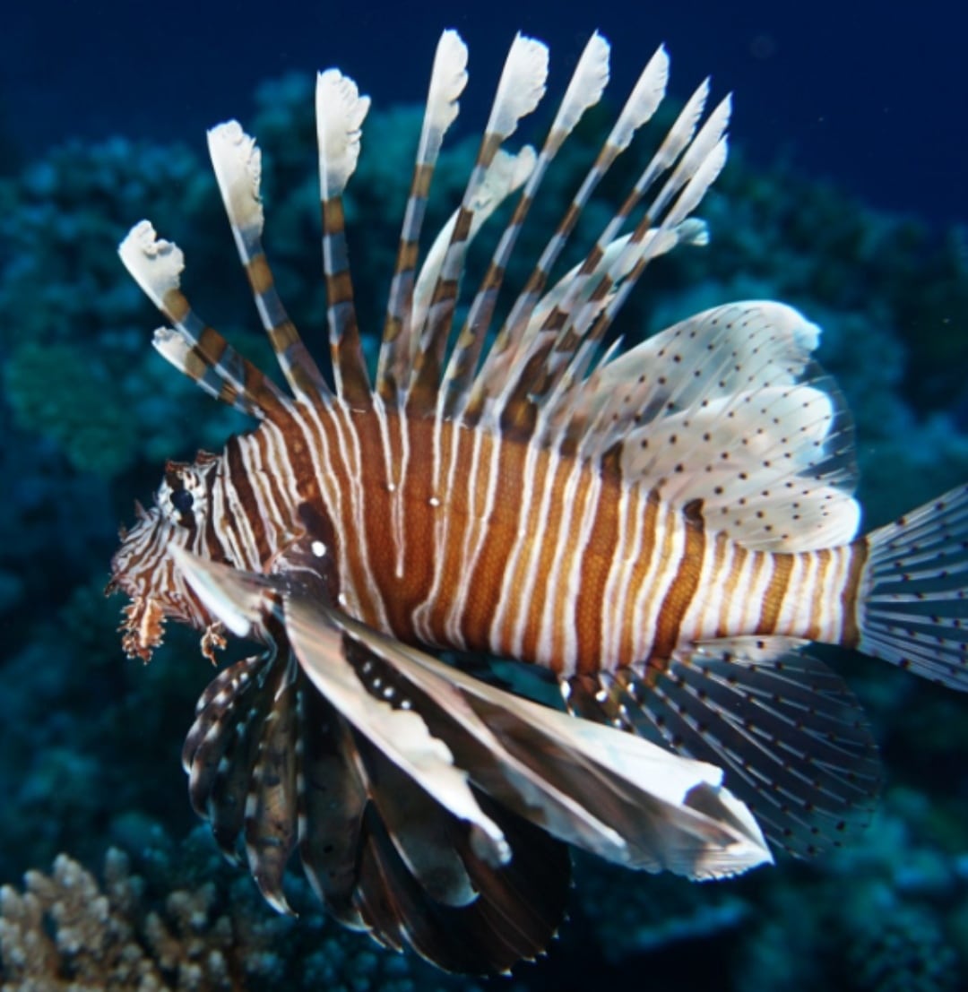 Από εισβολέας… μεζές: Πώς οι Κύπριοι ψαράδες μετατρέπουν το λεοντόψαρο σε γαστρονομική λύση