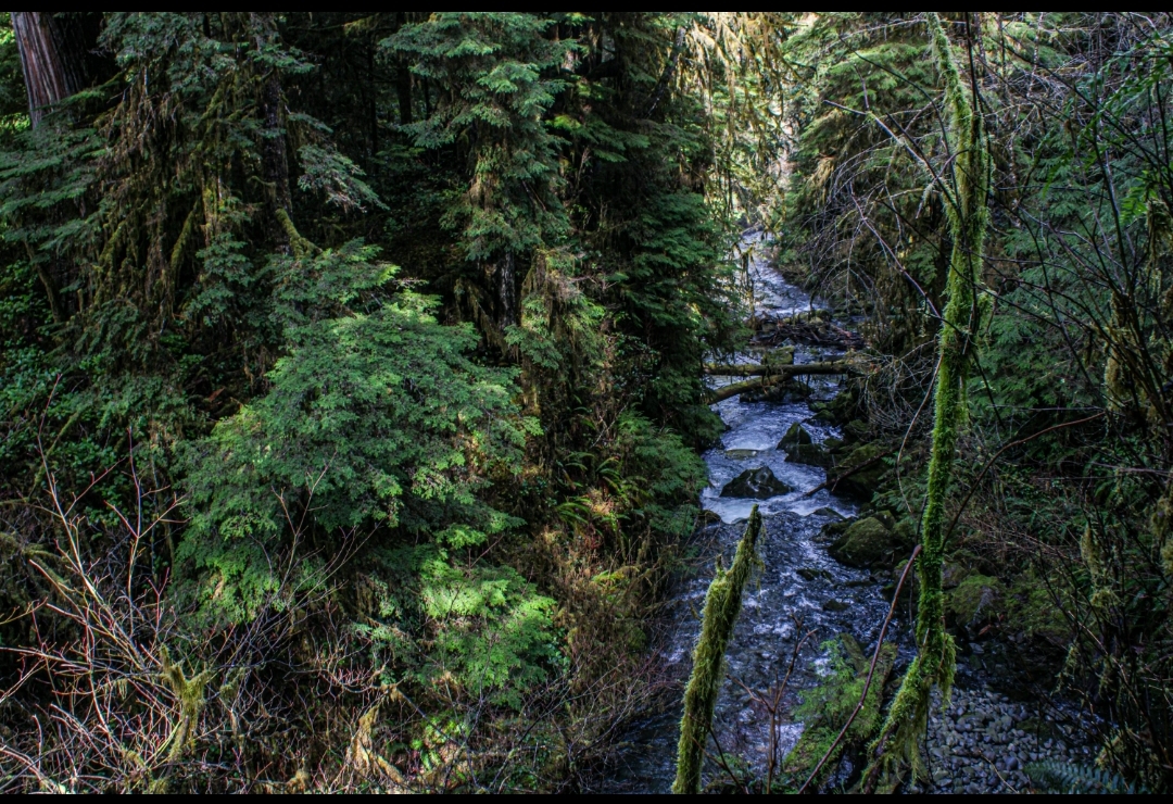 Τα δάση παίζουν μεγαλύτερο ρόλο απ’ όσο νομίζαμε στην πρόληψη μεγάλων πλημμυρών