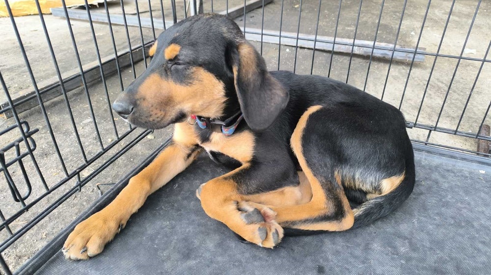 Βρέθηκε κουτάβι αρσενικό στον Τύρναβο