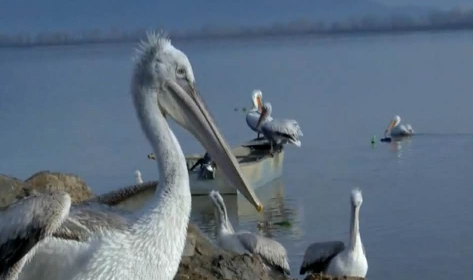 Επέστρεψε στις Πρέσπες για τέταρτη χρονιά ο «Τέο» ο πελεκάνος