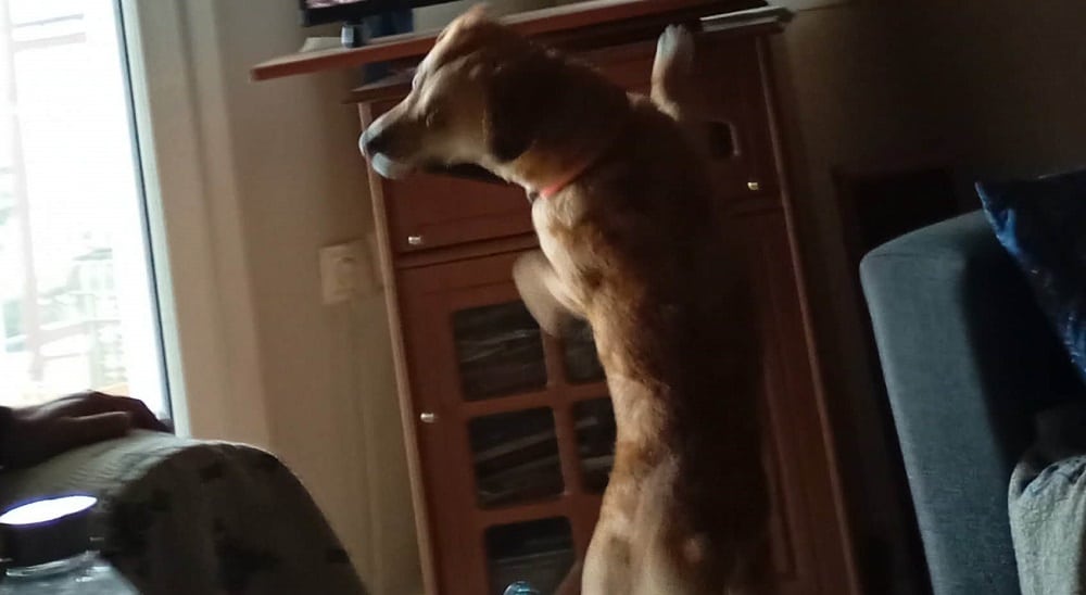 Χάθηκε σκυλάκι αρσενικό στον Τύρναβο