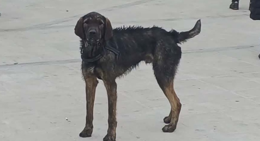 Κυκλοφορεί χαμένο στον Τύρναβο