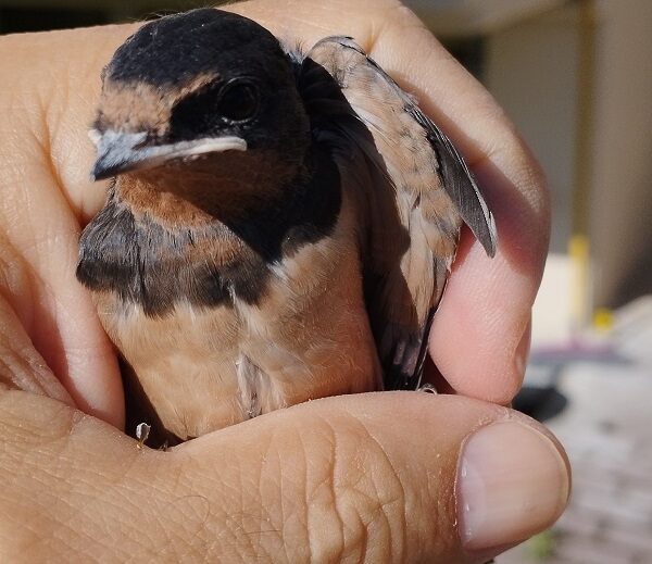 Δήμος Λαρισαίων: Πολύτιμο το έργο του Τμήματος Άγριας Ζωής και το 2025