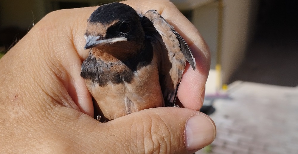 Δήμος Λαρισαίων: Πολύτιμο το έργο του Τμήματος Άγριας Ζωής και το 2025