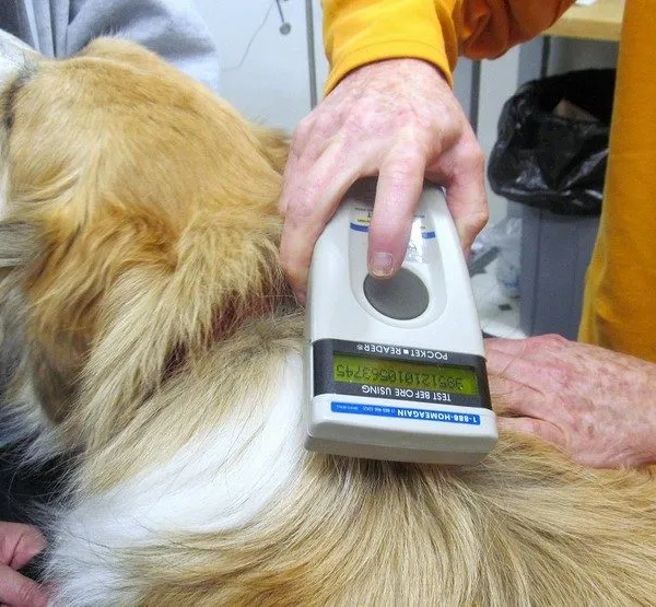 Δήμος Ελασσόνας: Έλεγχοι για την τήρηση της νομοθεσίας σχετικά με τους δεσποζόμενους σκύλους