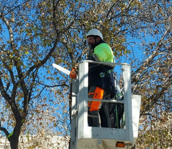 Δήμος Λαρισαίων: Εργασίες κλαδέματος δέντρων την Κυριακή σε 28ης Οκτωβρίου και Παπακυριαζή