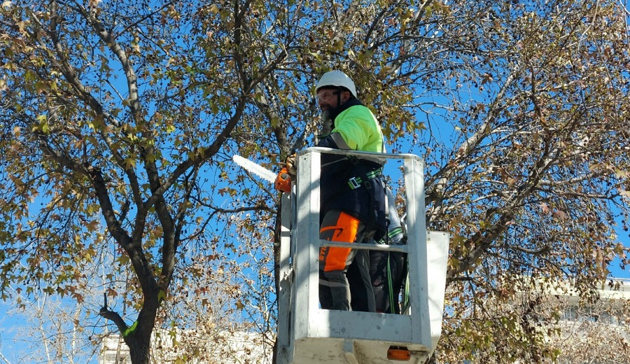 Δήμος Λαρισαίων: Εργασίες κλαδέματος δέντρων την Κυριακή σε 28ης Οκτωβρίου και Παπακυριαζή