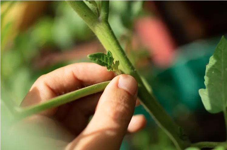 Τα μυστικά που μου είπε ο γείτονάς μου για τις Ντομάτες – και από τότε η συγκομιδή μου διπλασιάζεται κάθε χρόνο!