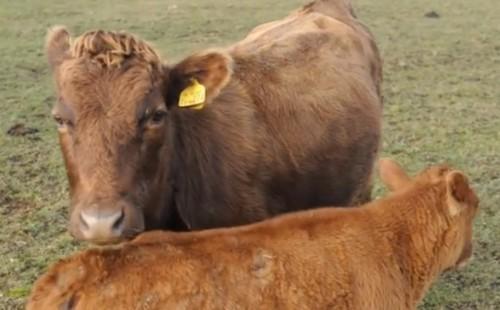 ΥΠΑΑΤ: Επιβεβαιωμένο κρούσμα αφθώδους πυρετού στη Λέσβο – Τα μέτρα που εφαρμόζονται