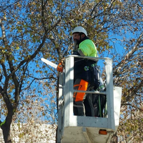 Δήμος Λαρισαίων: Εργασίες κλαδέματος δέντρων επί της οδού Μιαούλη, σήμερα Κυριακή