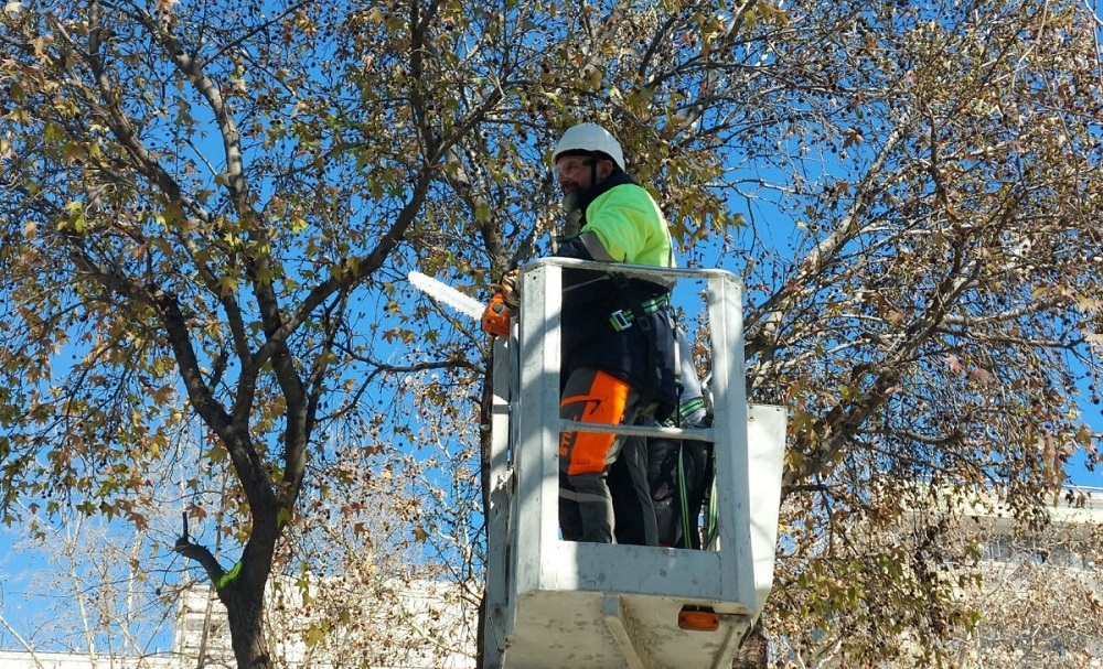 Δήμος Λαρισαίων: Εργασίες κλαδέματος δέντρων επί της οδού Μιαούλη, σήμερα Κυριακή