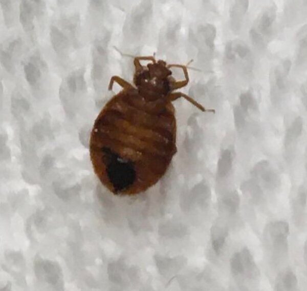 Τυχαία ανακάλυψη στο εργαστήριο αποκαλύπτει τί κάνει τους κοριούς να τρέπονται σε φυγή