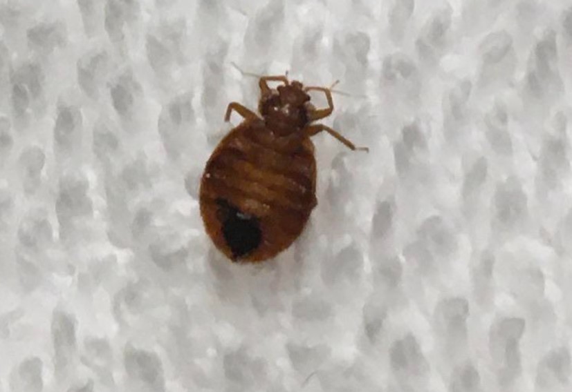 Τυχαία ανακάλυψη στο εργαστήριο αποκαλύπτει τι κάνει τους κοριούς να τρέπονται σε φυγή