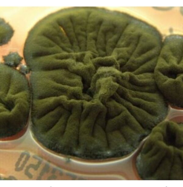 Ο μύκητας του Τσερνόμπιλ που “τρέφεται” με ακτινοβολία: Η ανακάλυψη που έχει αφήσει άφωνους τους επιστήμονες