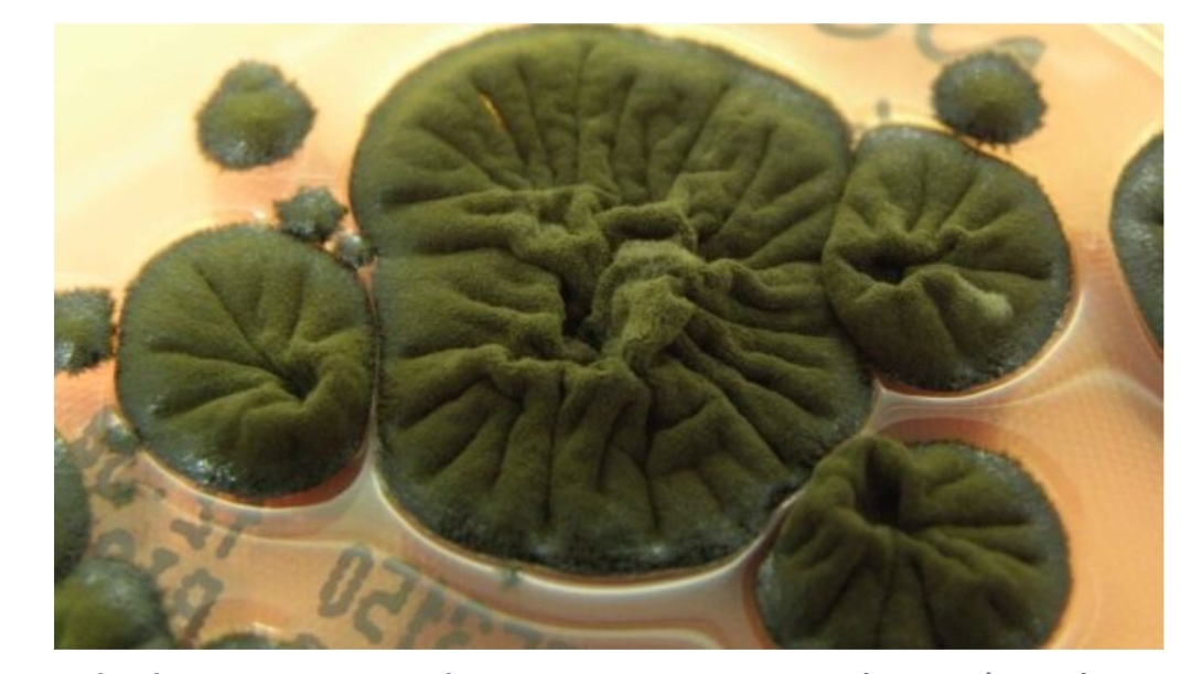 Ο μύκητας του Τσερνόμπιλ που “τρέφεται” με ακτινοβολία: Η ανακάλυψη που έχει αφήσει άφωνους τους επιστήμονες