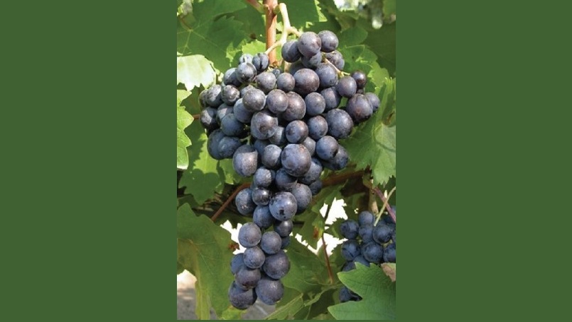 BIO-MOSCHATO: Νέο ερευνητικό έργο για την ανάδειξη του Μοσχάτου Τυρνάβου στο πλαίσιο δράσης της Περιφέρειας