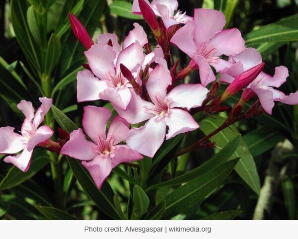 Η Π.Ε.Ε.Γ.Ε.Π. εκφράζει την αντίθεσή της στην εκρίζωση της Πικροδάφνης