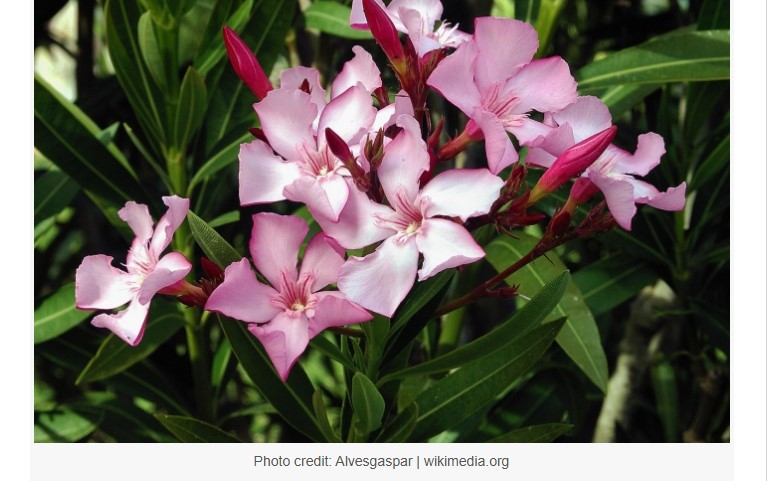 Η Π.Ε.Ε.Γ.Ε.Π. εκφράζει την αντίθεσή της στην εκρίζωση της Πικροδάφνης