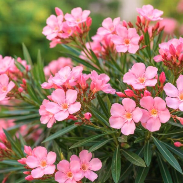 Ενημέρωση Υπουργείου Παιδείας για την πικροδάφνη: Προσοχή σε σχολικούς και δημόσιους χώρους με παιδιά