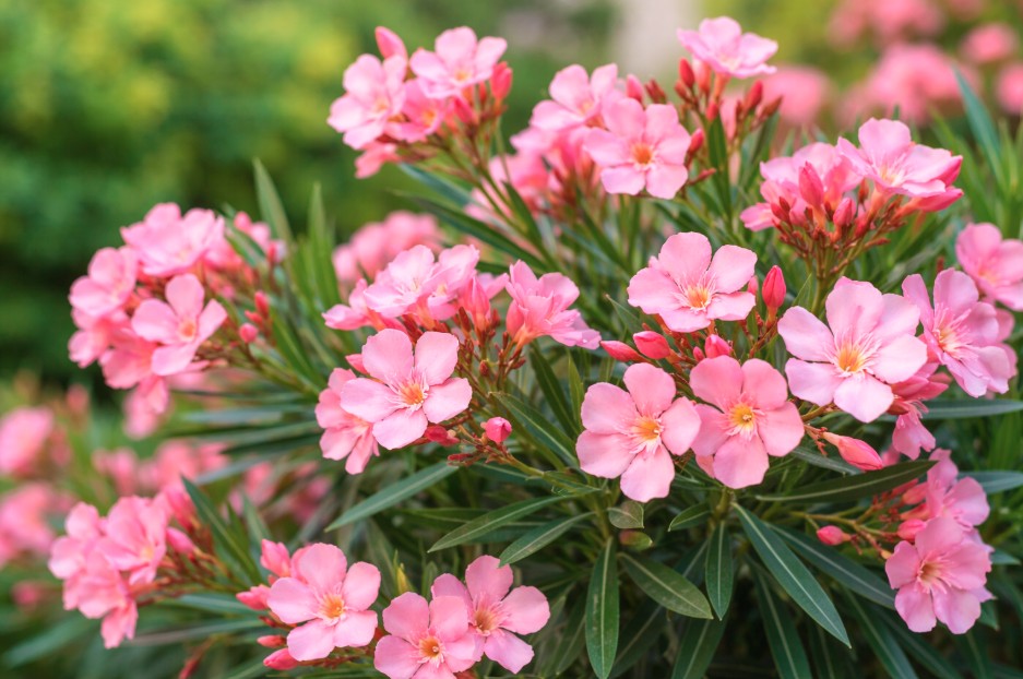 Ενημέρωση Υπουργείου Παιδείας για την πικροδάφνη: Προσοχή σε σχολικούς και δημόσιους χώρους με παιδιά