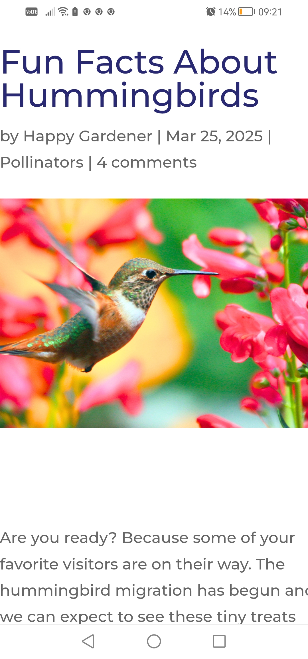 Είναι αλήθεια ότι τα πουλιά πίνουν αλκοόλ;
