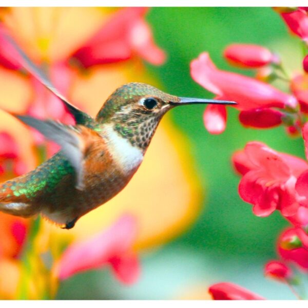 Είναι αλήθεια ότι τα πουλιά πίνουν αλκοόλ;
