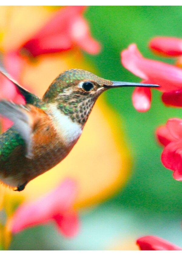 Είναι αλήθεια ότι τα πουλιά πίνουν αλκοόλ;