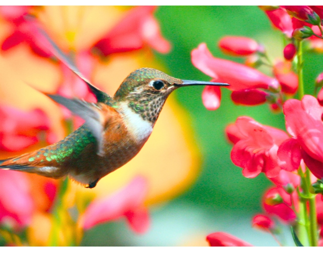 Είναι αλήθεια ότι τα πουλιά πίνουν αλκοόλ;