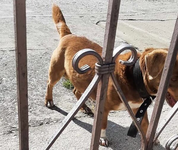 Κυκλοφορεί χαμένο στον Τύρναβο