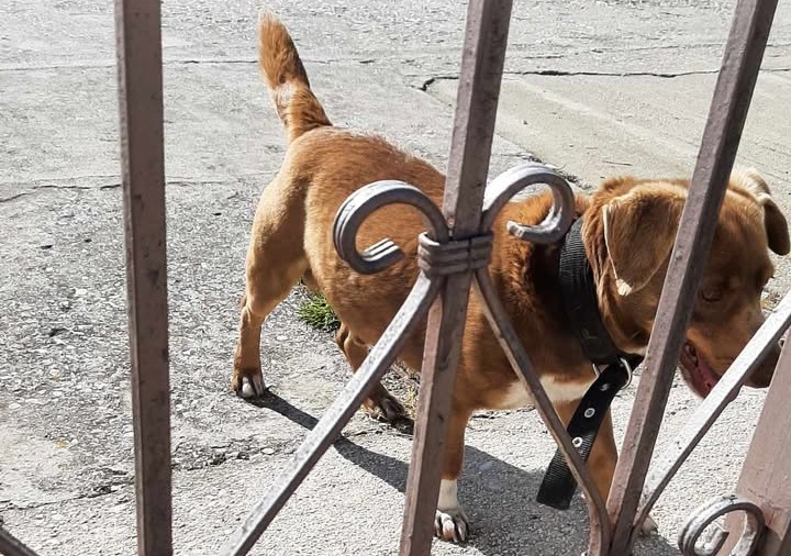 Κυκλοφορεί χαμένο στον Τύρναβο