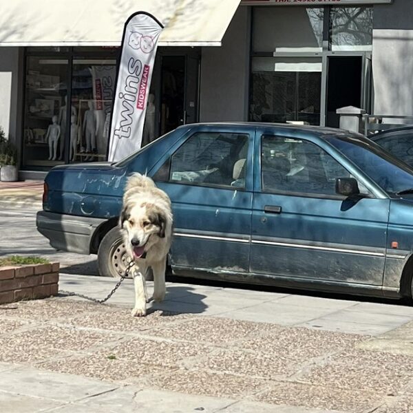 Κυκλοφορεί χαμένο στον Αμπελώνα