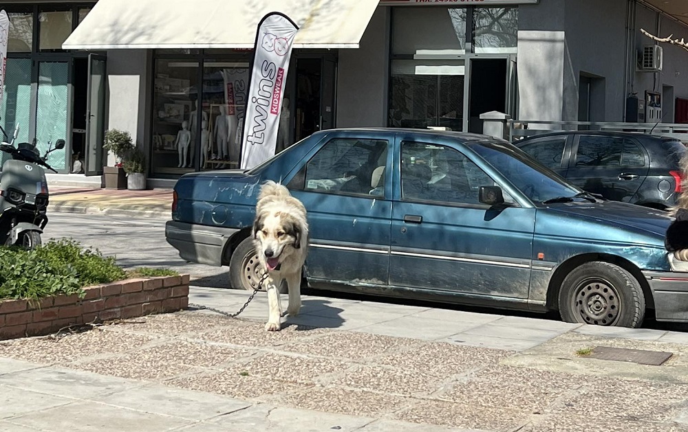 Κυκλοφορεί χαμένο στον Αμπελώνα