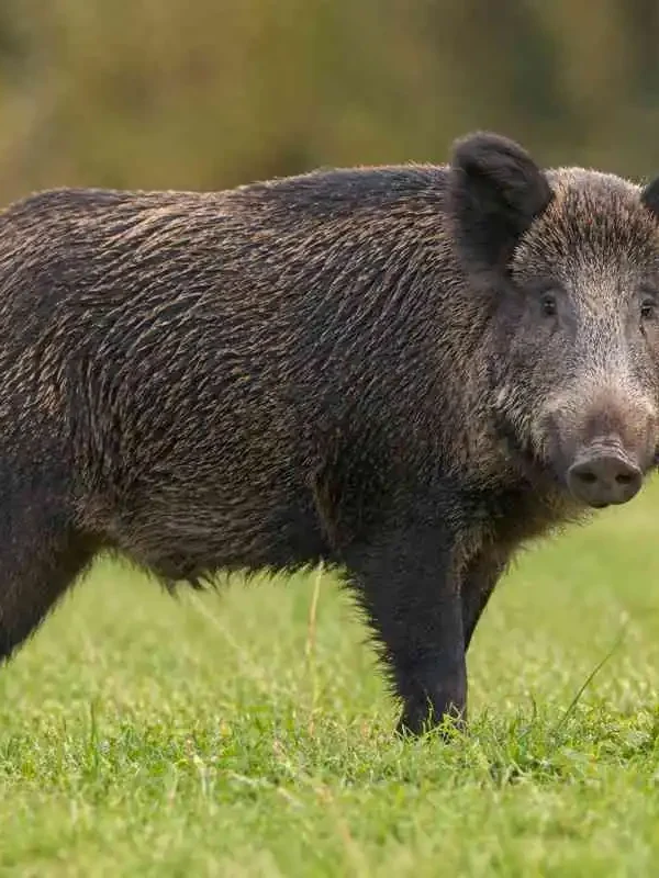 Αγριογούρουνα και καλλιέργειες: όταν το «χαοτικό» γίνεται προβλέψιμο