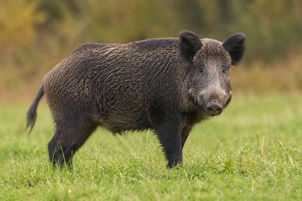 Αγριογούρουνα και καλλιέργειες: όταν το «χαοτικό» γίνεται προβλέψιμο