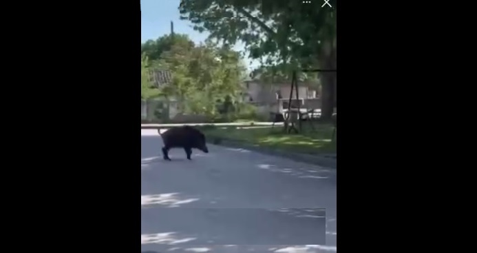 Αγριογούρουνο έκανε βόλτες στον Αμπελώνα