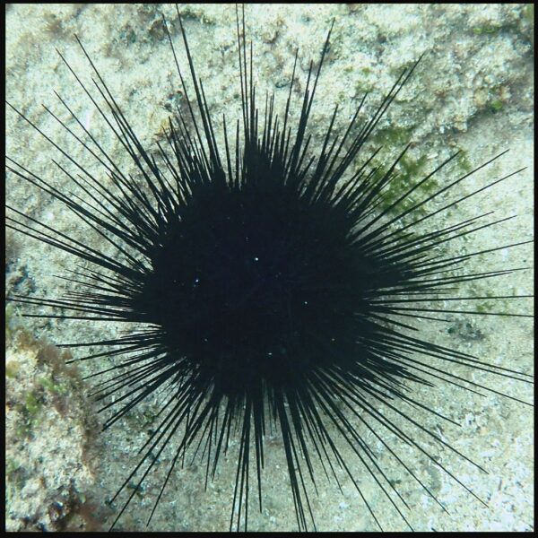 Πέντε συλλήψεις για πάνω από 16.000 παράνομα αλιευμένους αχινούς