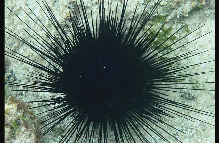 Πέντε συλλήψεις για πάνω από 16.000 παράνομα αλιευμένους αχινούς