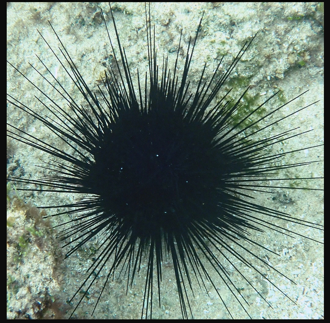 Πέντε συλλήψεις για πάνω από 16.000 παράνομα αλιευμένους αχινούς