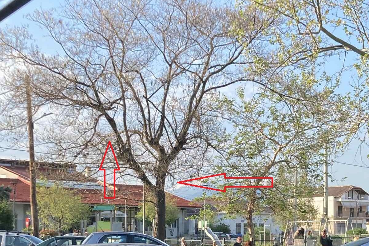 Επικίνδυνο ξερό δένδρο στη Φαλάνη