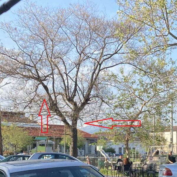 Επικίνδυνο ξερό δένδρο στη Φαλάνη