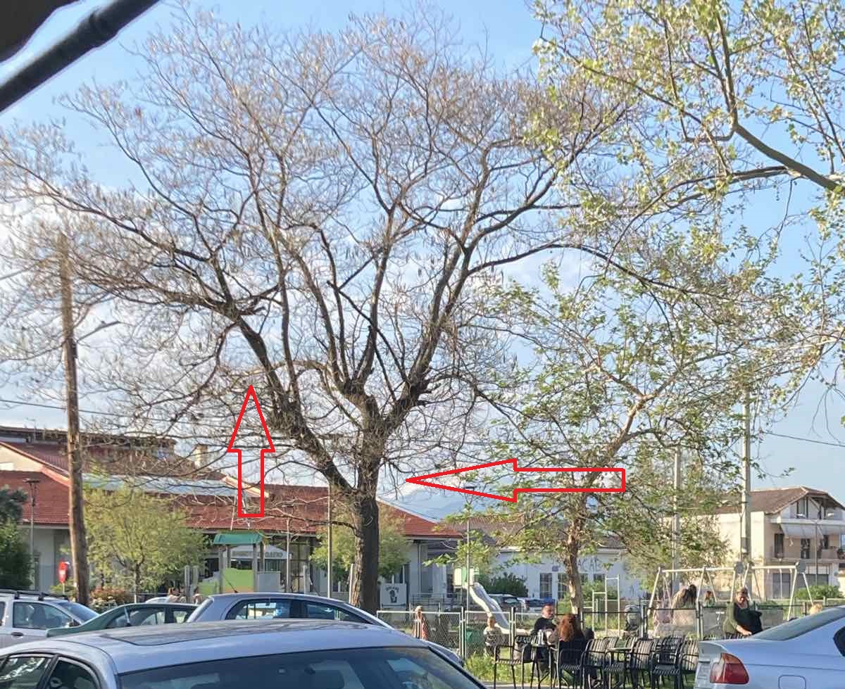 Επικίνδυνο ξερό δένδρο στη Φαλάνη